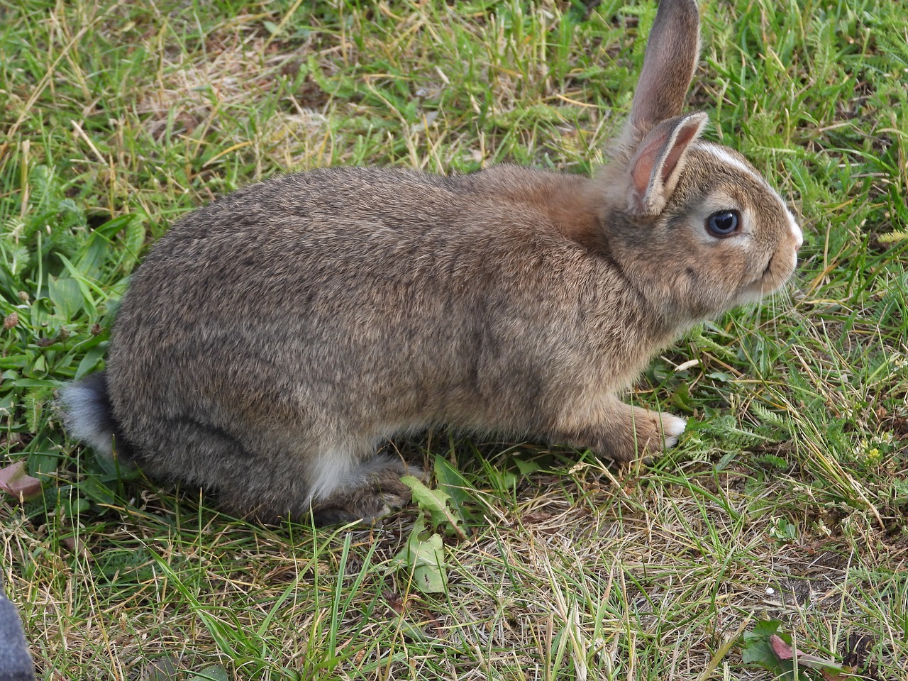 królik na trawie